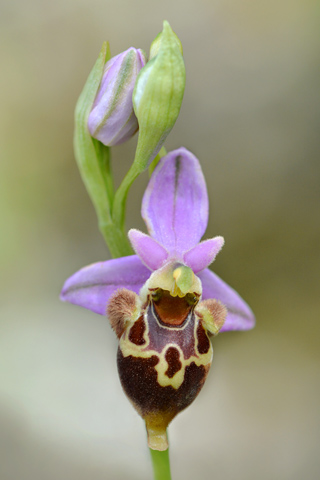 Ophrys heldreichii