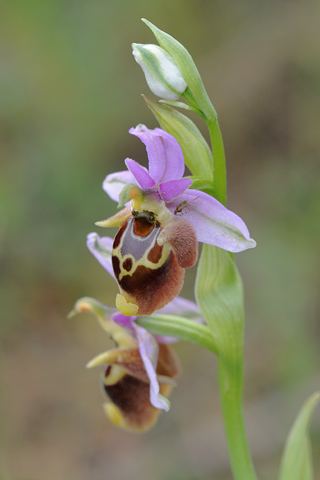 Ophrys heldreichii