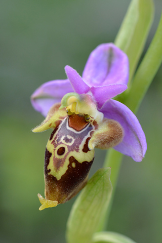 Ophrys heldreichii