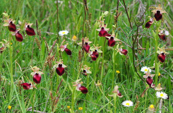 Ophrys helenae