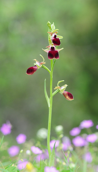 Ophrys helenae