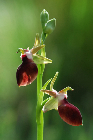 Ophrys helenae