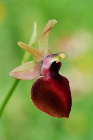 Ophrys helenae