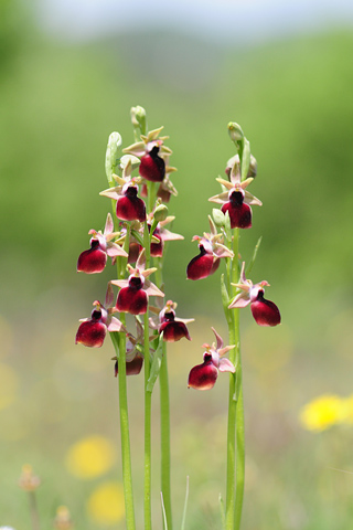 Ophrys helenae