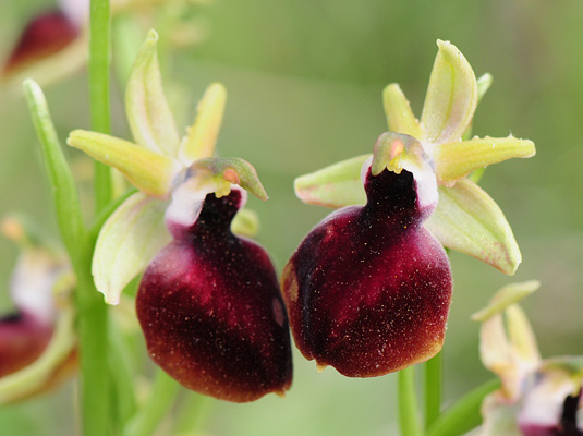 Ophrys helenae