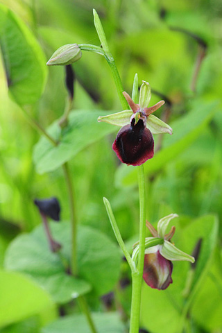 Ophrys helenae