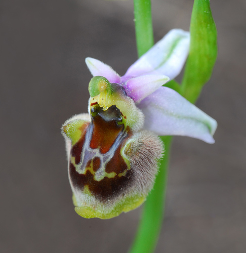 Ophrys heterochila