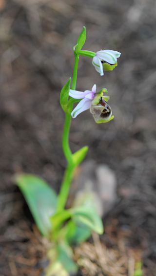 Ophrys heterochila