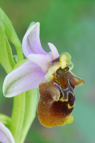 Ophrys heterochila