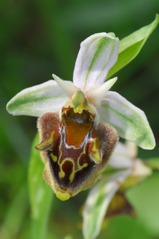 Ophrys heterochila