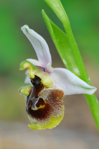 Ophrys heterochila