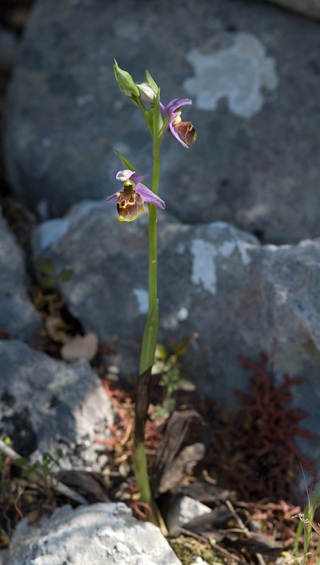 Ophrys homeri