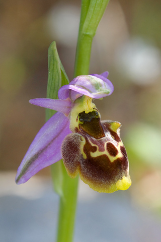 Ophrys homeri