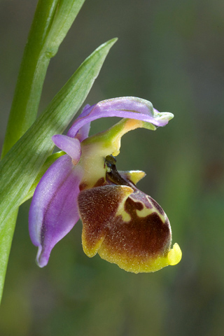 Ophrys homeri