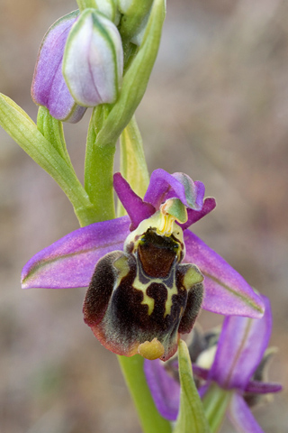 Ophrys homeri