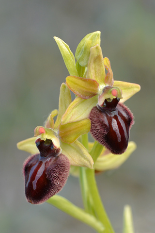 Ophrys aranifera x incubacea