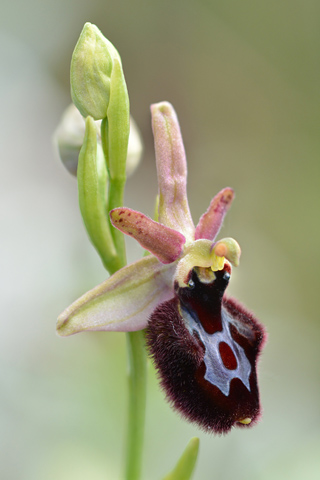 Ophrys bertolonii x incubacea