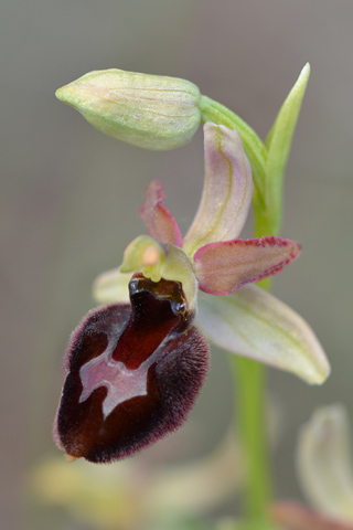 Ophrys bertolonii x incubacea