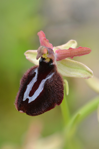 Ophrys bertolonii x incubacea