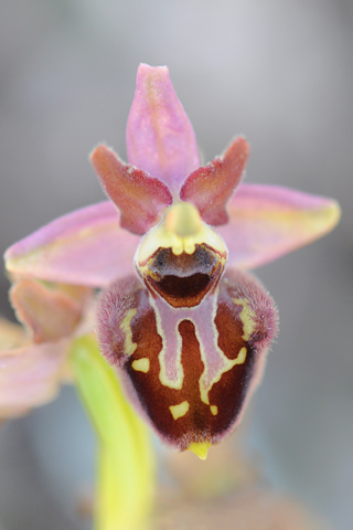 Ophrys dinarica x incubacea