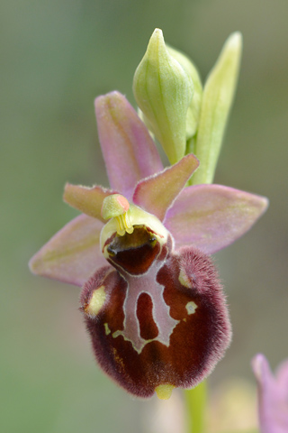 Ophrys dinarica x incubacea