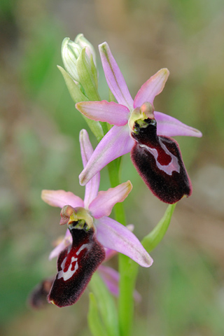 Ophrys incubacea x magniflora