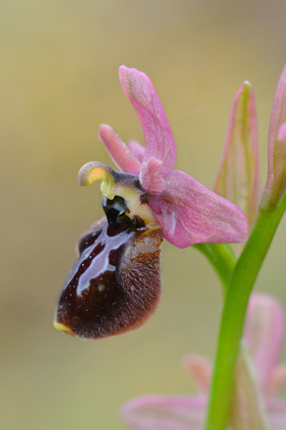 Ophrys incubacea x tenthredinifera ssp. neglecta