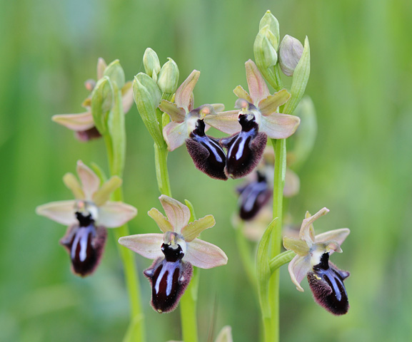 Ophrys incubacea