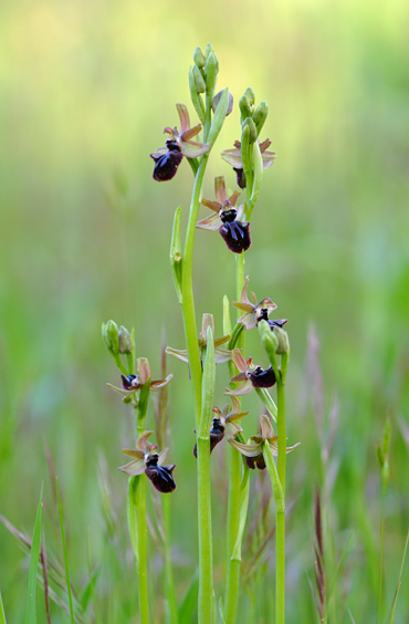 Ophrys incubacea