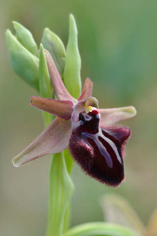 Ophrys incubacea