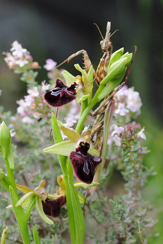 Ophrys incubacea