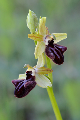 Ophrys incubacea