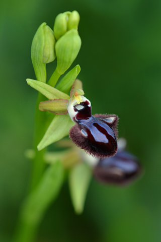 Ophrys incubacea