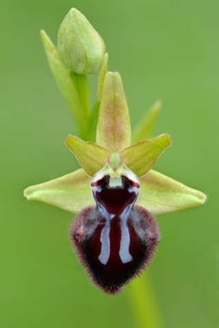 Ophrys incubacea