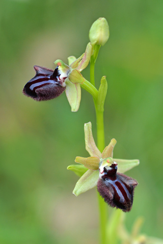 Ophrys incubacea