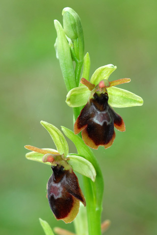 Ophrys araneola x insectifera