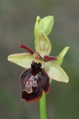 Ophrys aveyronensis x insectifera