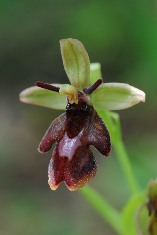 Ophrys aymoninii x insectifera