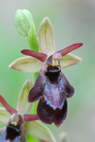 Ophrys drumana x insectifera