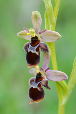 Ophrys insectifera x scolopax