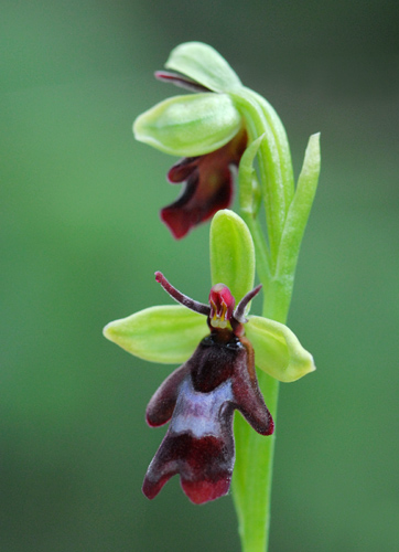 Ophrys insectifera