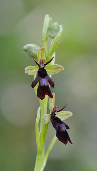 Ophrys insectifera