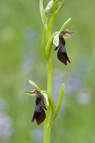 Ophrys insectifera