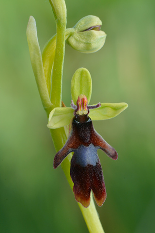 Ophrys insectifera