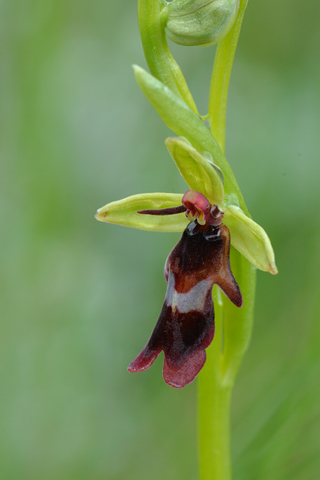 Ophrys insectifera