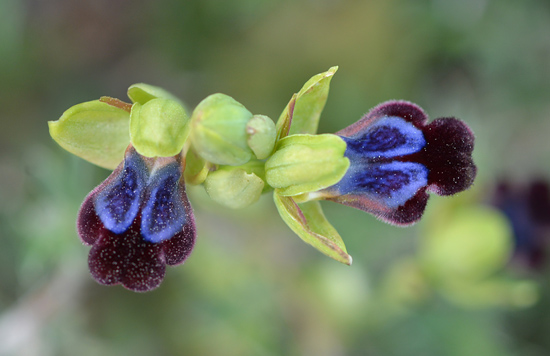 Ophrys iricolor