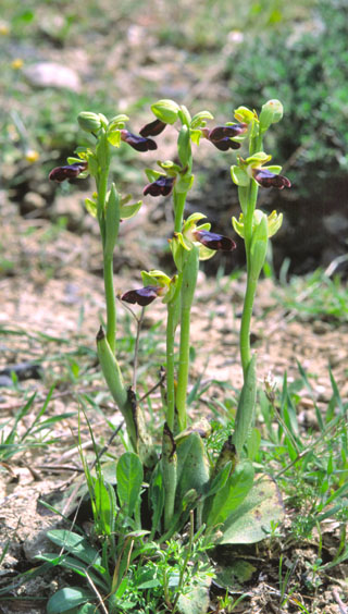 Ophrys iricolor