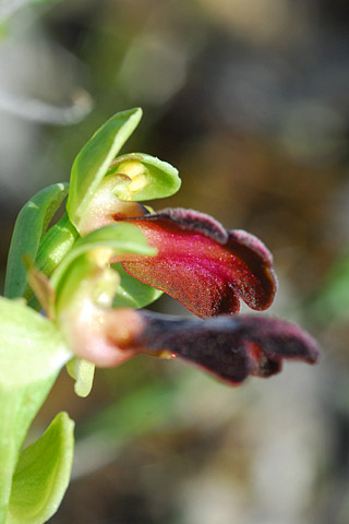 Ophrys iricolor