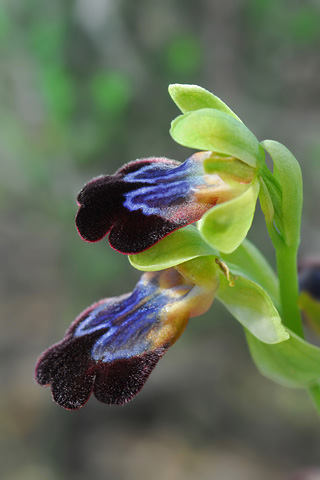 Ophrys iricolor