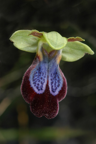 Ophrys iricolor